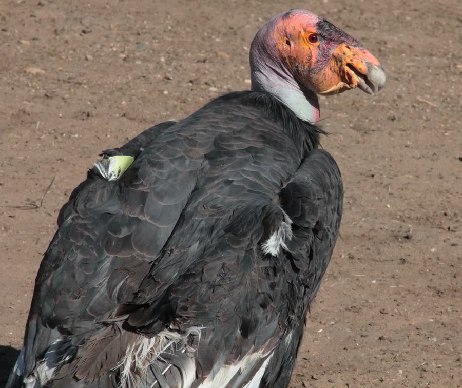 A California condor perched with its wings visible