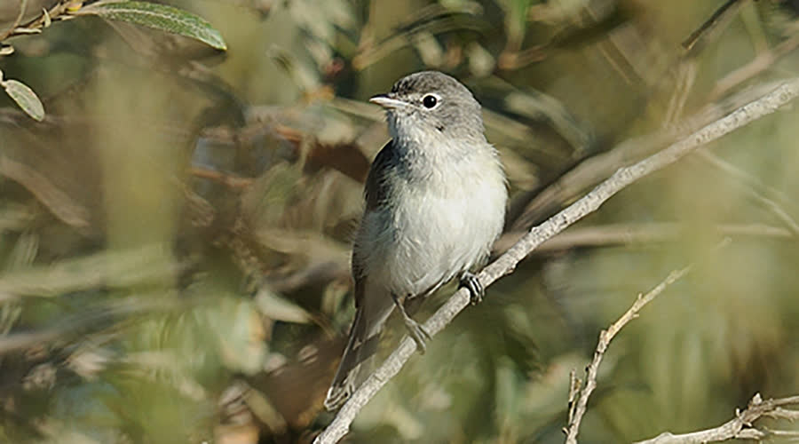 A least Bell's vireo, a small gray songbird, perched on a branch
