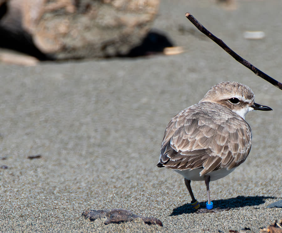 A western snowy plover, a small pale shorebird, standing on sand